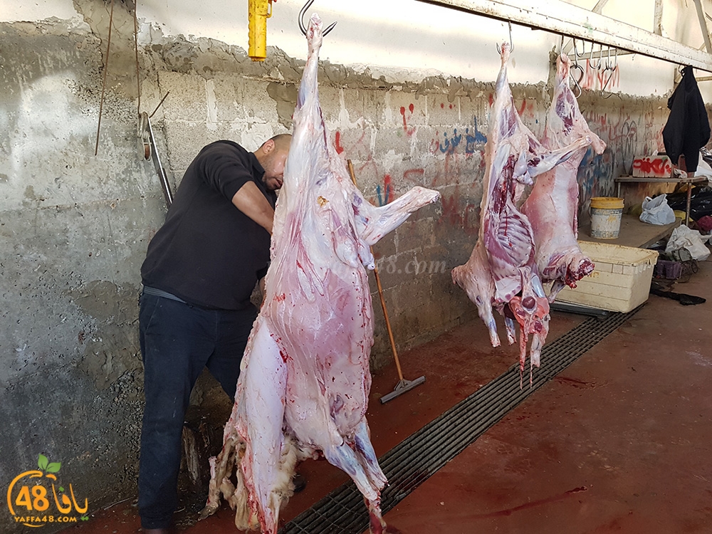 dab7 kharoof jam3iya (2).jpg